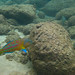 Gregory Fish Photo 8