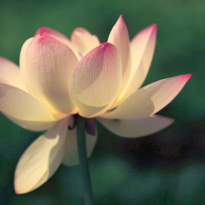 Qun Chen Photo 23