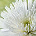 Susan Ricci Photo 13