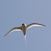 Bill Bird Photo 31