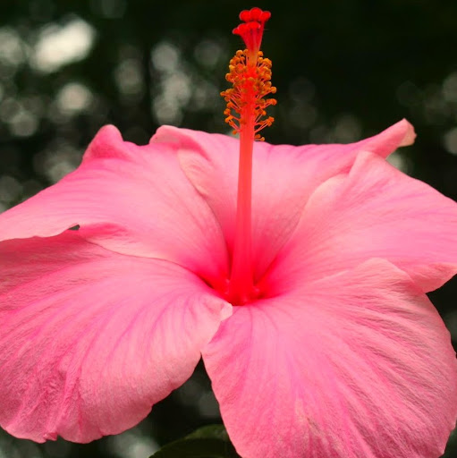 Summer White Photo 37