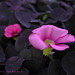 Lisa Duggan Photo 44