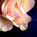 Rosa Moody Photo 7