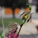 Terrie Bell Photo 9