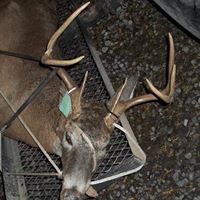 Ronald Rollins Photo 27