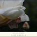 Angeline Rose Photo 16