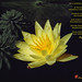 Charlene Summers Photo 10