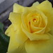 Deborah Ayers Photo 5