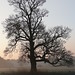 Dawn Thornton Photo 22