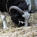 Mary Jacobs Photo 40