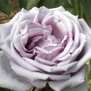Margaret Buckley Photo 40