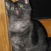 Bonnie Sweet Photo 15