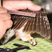 Russell Gifford Photo 9
