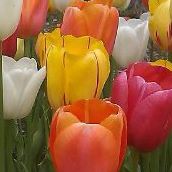 Jessica Qualls Photo 9