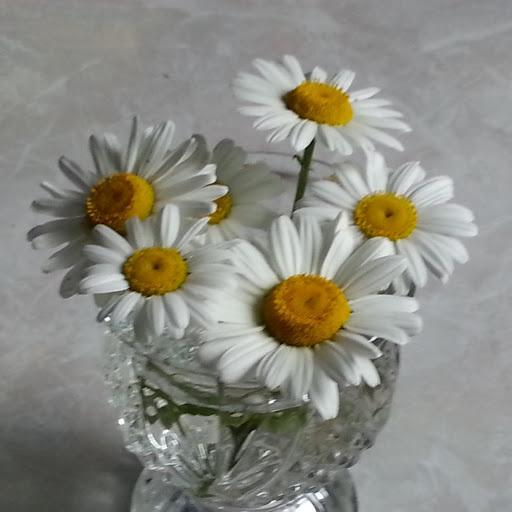 Vickie Mills Photo 20