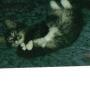 Robert Helmer Photo 11
