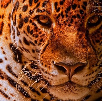 Robert Reyes Photo 15