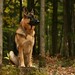 Kelly Shepherd Photo 29