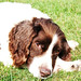 Nell Springer Photo 9