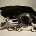 Gina Baldwin Photo 19
