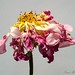 Susan Rose Photo 15