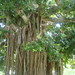 Sharon Root Photo 24