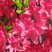 Jane Abbott Photo 20