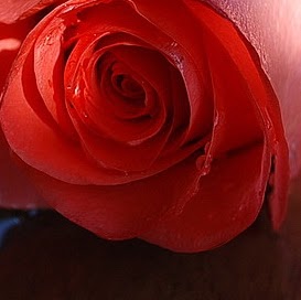 Abu Ahmed Photo 31