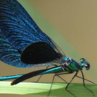 Thomas Girard Photo 6