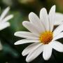 Carol Link Photo 26