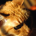 Ginger Snyder Photo 11