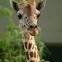 Cornelia Ross Photo 4