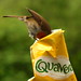 Robin Crisp Photo 3