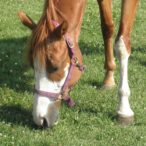 Susan Mccarron Photo 3