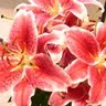 Lan Li Photo 29