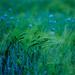 Sandra Wheat Photo 5