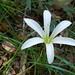 Lillie Woods Photo 14