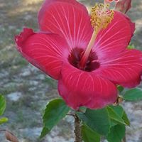 Debra Hopkins Photo 46