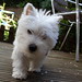 Bonnie Highland Photo 2