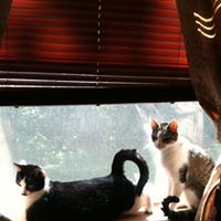 Angelia Harris Photo 8