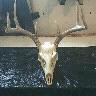 Timothy Koon Photo 2