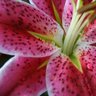 Diane Yoder Photo 10