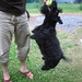 Scottie Short Photo 8