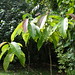 Ho Long Photo 12