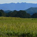 Byron Fields Photo 13