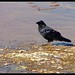 Grace Crow Photo 6