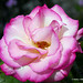 Rose Dyke Photo 8