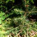 Ellen Nettles Photo 8