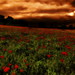 Andrew Layman Photo 24