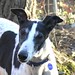 Robert Talbott Photo 38